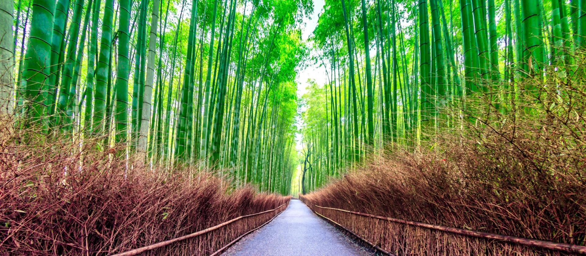 Bambusowy gaj Arashiyama w Kioto